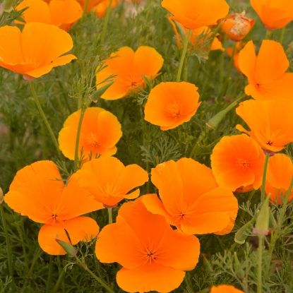 Picture of Eschscholzia - Orange King